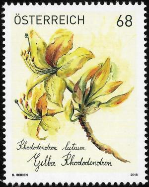 Colnect-4743-766-Pontic-Azalea-Rhododendron-luteum.jpg