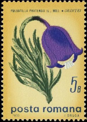 Colnect-5064-346-Small-pasque-flower.jpg