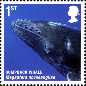 Colnect-700-924-Humpback-Whale-Megaptera-novaeangliae.jpg