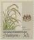 Colnect-6008-075-Agricultural-Products--Oryza-sativa.jpg