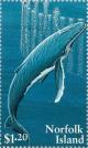 Colnect-2779-487-Humpback-Whale-Megaptera-novaeangliae.jpg
