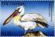 Colnect-4711-624-Dalmatian-pelican.jpg