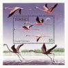 Colnect-1748-046-American-Flamingo-Phoenicopterus-ruber.jpg