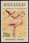 Colnect-5586-848-Caribbean-Flamingo-Phoenicopterus-ruber.jpg