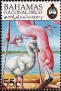 Colnect-3522-769-American-Flamingo-Phoenicopterus-ruber.jpg