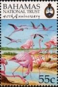 Colnect-3522-772-American-Flamingo-Phoenicopterus-ruber.jpg