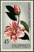 Colnect-5653-301-Japanese-camellia-Camellia-japonica.jpg