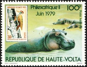 Colnect-2287-600-Hippopotamus-Hippopotamus-amphibius-African-Grey-Woodpeck.jpg