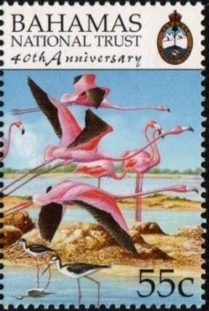 Colnect-3522-773-American-Flamingo-Phoenicopterus-ruber.jpg