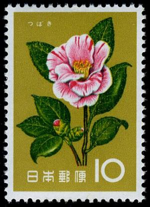 Colnect-5526-375-Camellia-Japonica.jpg