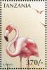 Colnect-3746-313-American-Flamingo-Phoenicopterus-ruber.jpg