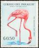 Colnect-1724-406-American-Flamingo-Phoenicopterus-ruber.jpg