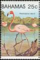 Colnect-862-662-Caribbean-Flamingo-Phoenicopterus-ruber.jpg