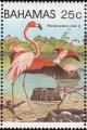 Colnect-862-663-Caribbean-Flamingo-Phoenicopterus-ruber.jpg
