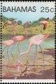 Colnect-862-666-Caribbean-Flamingo-Phoenicopterus-ruber.jpg