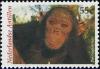 Colnect-1018-829-Chimpanzee-Pan-troglodytes.jpg