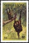 Colnect-1617-952-Chimpanzee-Pan-troglodytes.jpg