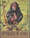 Colnect-1975-612-Chimpanzee-Pan-troglodytes.jpg