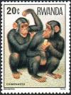 Colnect-2663-557-Chimpanzee-Pan-troglodytes.jpg