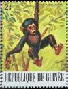 Colnect-3459-138-Chimpanzee-Pan-troglodytes.jpg