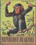 Colnect-1975-613-Chimpanzee-Pan-troglodytes.jpg