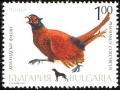 Colnect-1976-644-Common-Pheasant-nbsp-Phasianus-colchicus.jpg