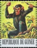 Colnect-3459-141-Chimpanzee-Pan-troglodytes.jpg
