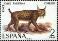 Colnect-601-843-Iberian-Lynx-Lynx-pardina.jpg