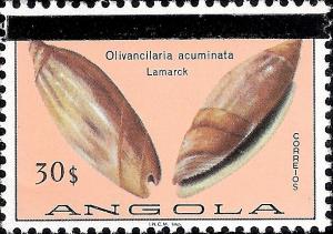 Colnect-1107-451-Olivancilaria-acuminata.jpg