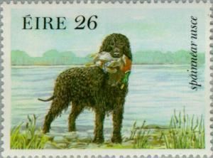 Colnect-128-720-Irish-Water-Spaniel-Canis-lupus-familiaris.jpg