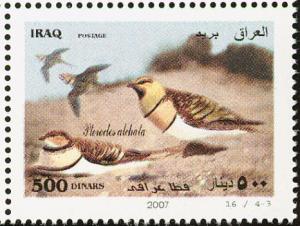 Colnect-1617-868-Pin-tailed-Sandgrouse-Pterocles-alchata-.jpg