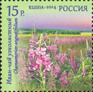 Colnect-2125-307-Chamaenerion-Angustifolium-Flora-of-Russia.jpg