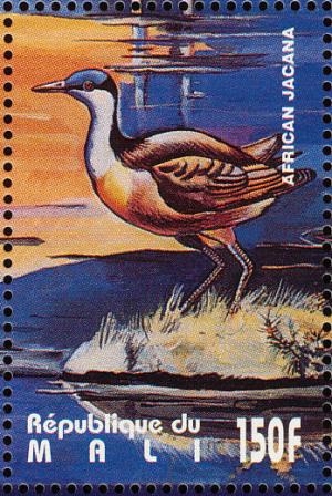Colnect-2376-031-African-Jacana-Actophilornis-africana.jpg