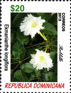 Colnect-3166-691-Ekmanianthe-longiflora.jpg