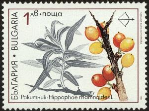 Colnect-3579-618-Medicinal-Plants---Hippophae-rhamnoides.jpg