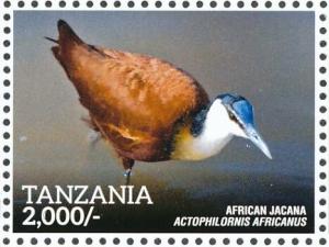 Colnect-5935-612-African-Jacana-Actophilornis-africanus.jpg