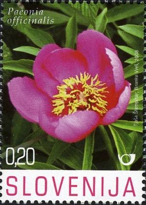 Colnect-715-097-Flowers-Slovenian-Karst---Paeonia-officinalis.jpg