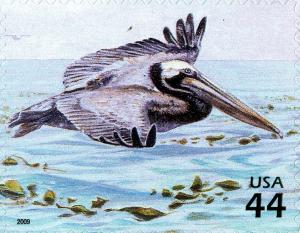 Colnect-771-729-Brown-Pelican-Pelecanus-occidentalis.jpg
