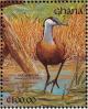 Colnect-1459-821-African-Jacana-Actophilornis-africana.jpg