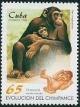 Colnect-2245-839-Chimpanzee-Pan-troglodytes-and-new-Born-.jpg