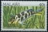 Colnect-1734-799-Giraffe-Hap-Haplochromis-venustus.jpg