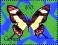 Colnect-4743-755-Papilio-torquatus.jpg