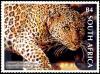 Colnect-2824-729-Leopard-Panthera-pardus.jpg