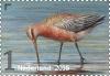 Colnect-3272-239-Bar-Tailed-Godwit.jpg