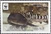Colnect-4805-537-Zebra-shark-Stegostoma-fasciatum.jpg