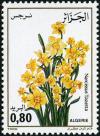 Colnect-872-141-Narcissus-tazetta.jpg