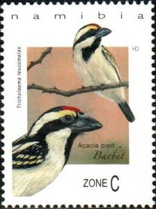 Colnect-4091-510-Acacia-Pied-Barbet--Tricholaema-leucomelas.jpg