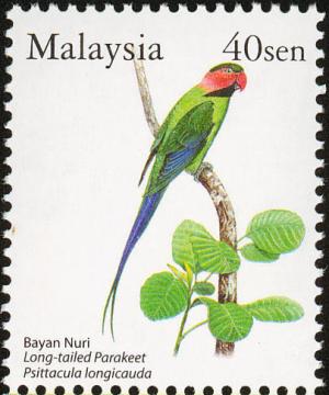 Colnect-1505-034-Long-tailed-Parakeet-Psittacula-longicauda.jpg