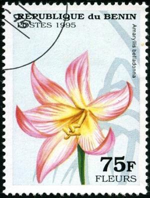 Colnect-2571-398-Amaryllis-belladonna.jpg