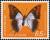 Colnect-3704-153-Blue-Patch-Charaxes-Charaxes-lactetinctus.jpg